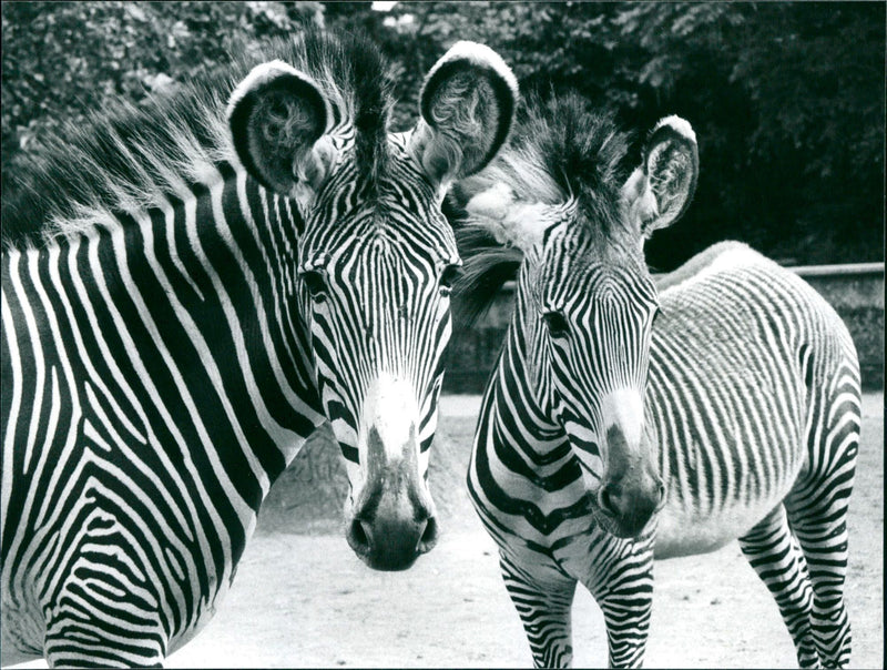 Zebra - zoo animals - Vintage Photograph