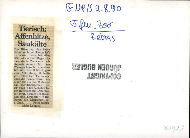 Zebra - zoo animals - Vintage Photograph