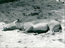 Zebra - zoo animals - Vintage Photograph