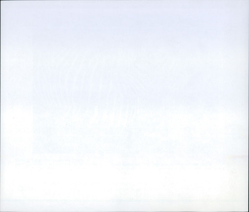 Zebras from the Frankfurt Zoo - Vintage Photograph