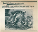Zebras from the Frankfurt Zoo - Vintage Photograph