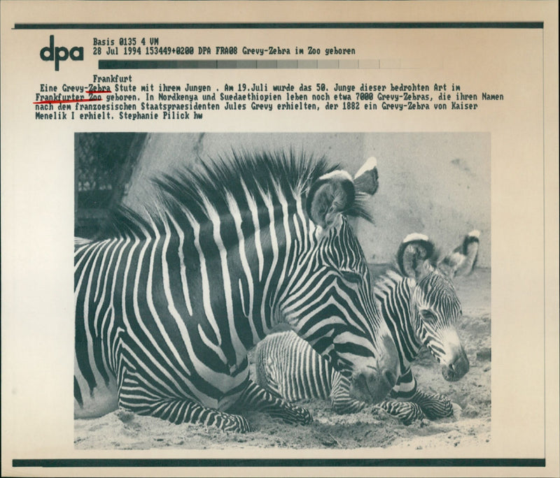 Zebras from the Frankfurt Zoo - Vintage Photograph