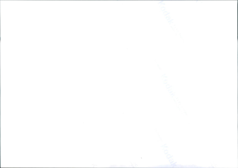 Zebra from the Frankfurt Zoo - Vintage Photograph