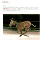 Zebra from the Frankfurt Zoo - Vintage Photograph