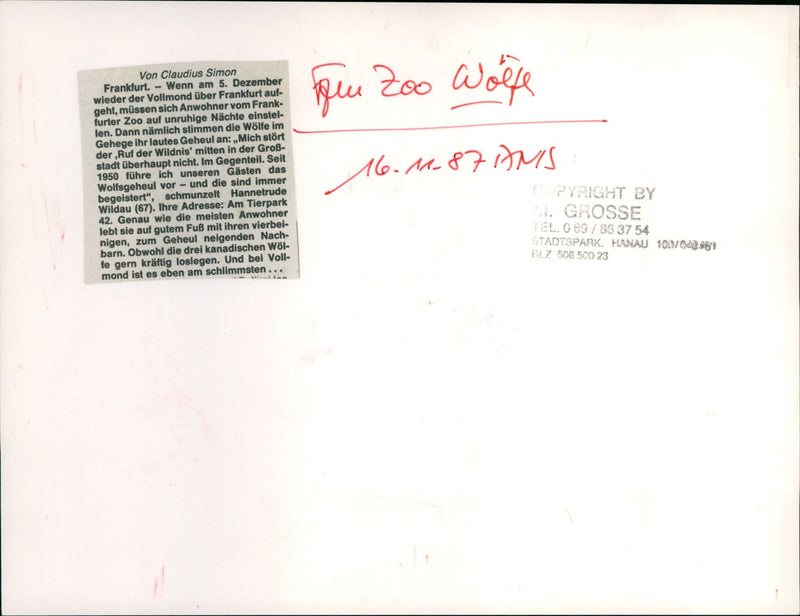 Zoo animals: wolf - Vintage Photograph