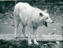 Zoo animals: wolf - Vintage Photograph