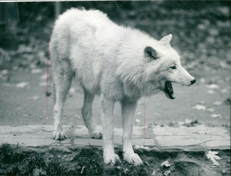 Zoo animals: wolf - Vintage Photograph