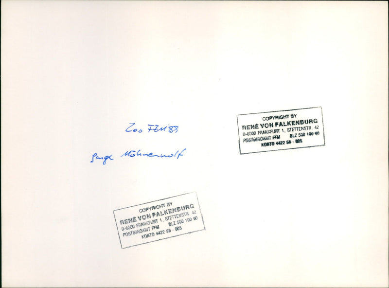 Zoo animals: wolves - Vintage Photograph