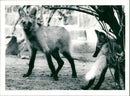 Zoo animals: wolves - Vintage Photograph