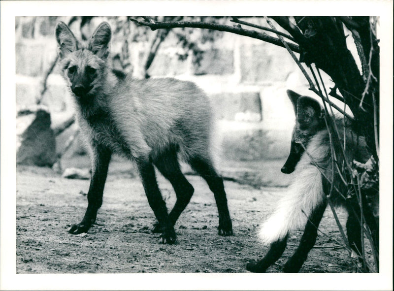 Zoo animals: wolves - Vintage Photograph