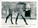 Zoo animals: she-wolf - Vintage Photograph