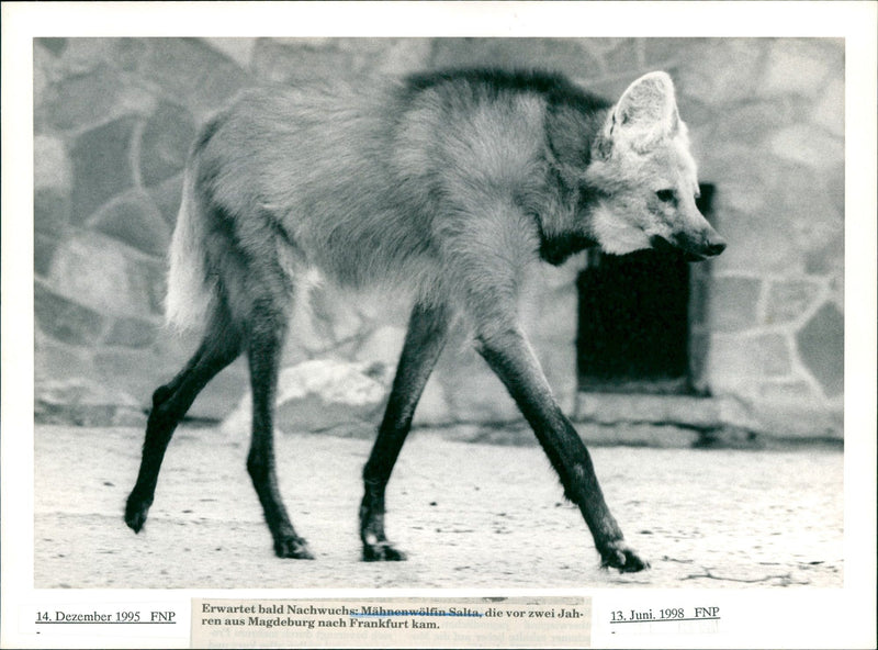 Zoo animals: she-wolf - Vintage Photograph