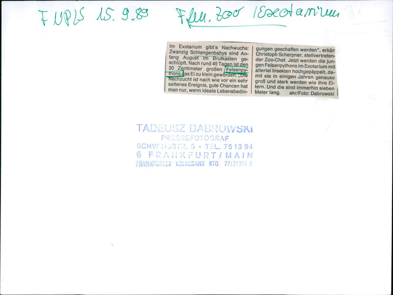 1989 TIESE FRARIUM ANGEN PYTHONS TWENTY SNAKE BABIES ARE - Vintage Photograph