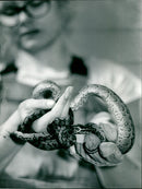 1989 TIESE FRARIUM ANGEN PYTHONS TWENTY SNAKE BABIES ARE - Vintage Photograph