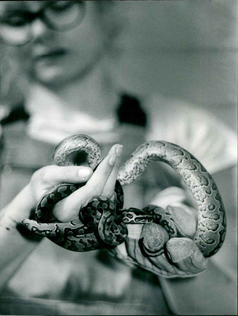 1989 TIESE FRARIUM ANGEN PYTHONS TWENTY SNAKE BABIES ARE - Vintage Photograph