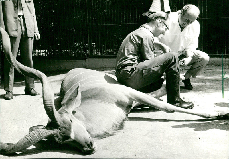 STUNNING OPERATION HOOF CARE WILD ANIMALS USE THEIR HOO - Vintage Photograph