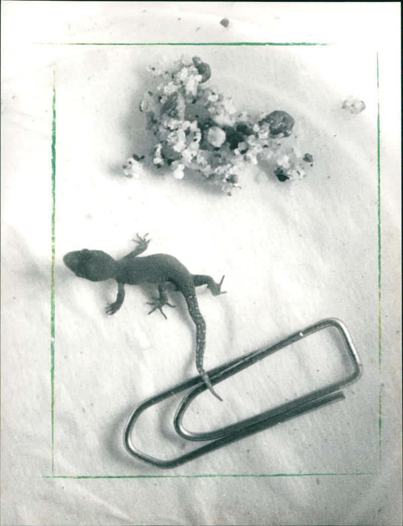 1988 ANIMALS EXOTARIUM LIZARDS IGUANA SKINKE BASIL GECHOS - Vintage Photograph