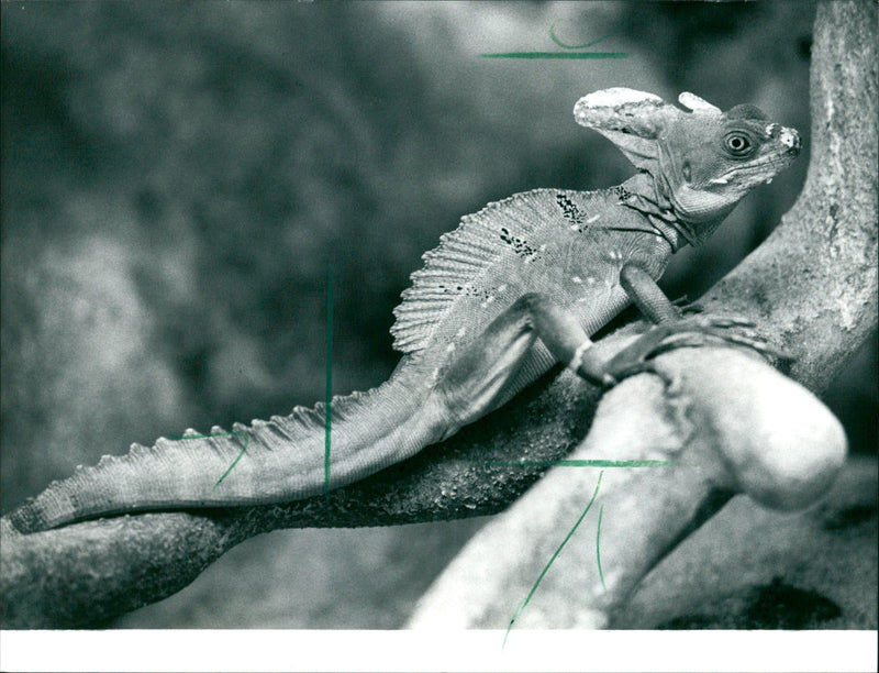 1993 ANIMALS EXOTARIUM LIZARDS IGUANA SKINKE AGAMEN BASIL GECH - Vintage Photograph