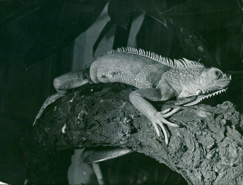 ANIMALS IGUANA SKINKE BASIL GECHOS AGAMEN KEYSTONE - Vintage Photograph