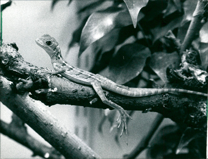 1993 ANIMALS EXOTARIUM LIZARDS IGUANA SKINKE BASIL GECHOS AGAM - Vintage Photograph