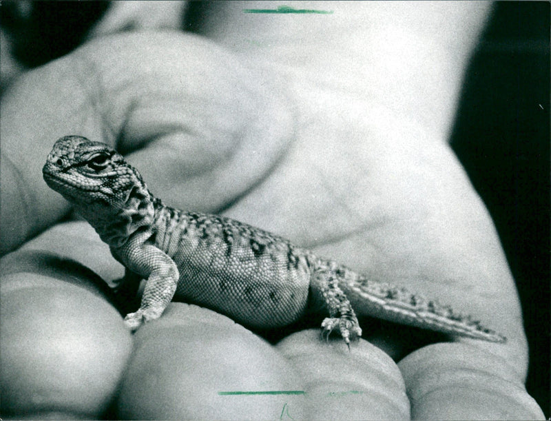 1993 ANIMALS EXOTARIUM LIZARDS IGUANA SKINKE BASILISCHEN GECHOS AGAM - Vintage Photograph