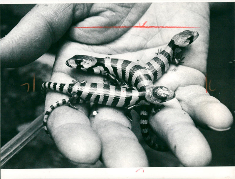 1987 ANIMALS EXOTARIUM LIZARDS IGUANA SKINKE BASIL GECHOS AGAMEN SMALL - Vintage Photograph