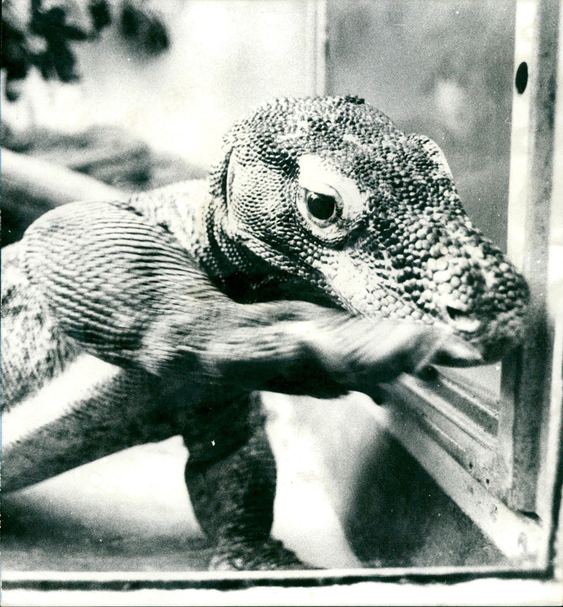 1969 EXOTARIUM LIZARDS GECHOS AGAMEN ZOO ANIMALS IGUANA SKINKE BASIL GECHO - Vintage Photograph