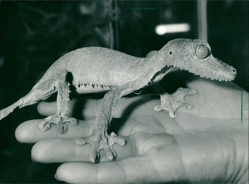 1987 ESKINKE BASIL GECHOS AGAMEN ZOO ANIMALS EXOTASIUM LIZARDS IGUANA ESKI - Vintage Photograph