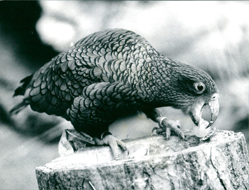 1997 ANIMALS BIRD DIFFERENT KEA PARROT PRESENTED FRANKFURT ZOO - Vintage Photograph