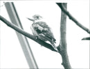1998 ANIMALS BIRD DIFFERENT FNP KOOKABURRA BLUEFLY ZOO FRANKFURT - Vintage Photograph