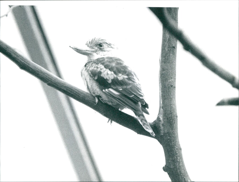 1998 ANIMALS BIRD DIFFERENT FNP KOOKABURRA BLUEFLY ZOO FRANKFURT - Vintage Photograph