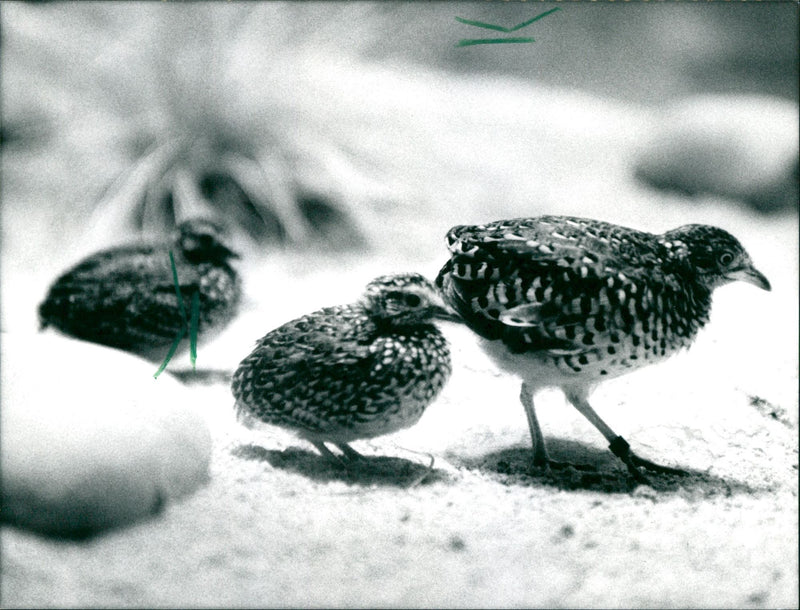 1992 ANIMALS BIRD DIFFERENT ZOO FIGHT GUARD FATHER DRIVES - Vintage Photograph