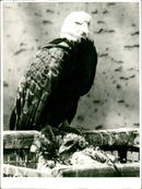 1977 ANIMALS BIRD DIFFERENT WEIKOPF SECADLER BREN ZOO FIRIN FRANKFURTER - Vintage Photograph