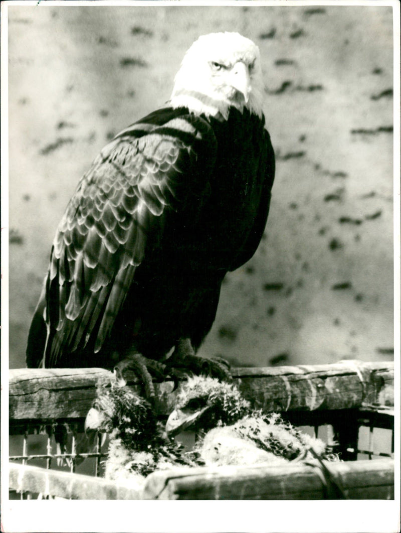 1977 ANIMALS BIRD DIFFERENT WEIKOPF SECADLER BREN ZOO FIRIN FRANKFURTER - Vintage Photograph