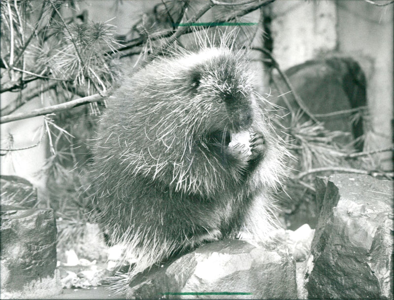 1992 ANIMALS BEAVER RATS HOARDED STINGY NUTRIAS TOHUR ZOO - Vintage Photograph