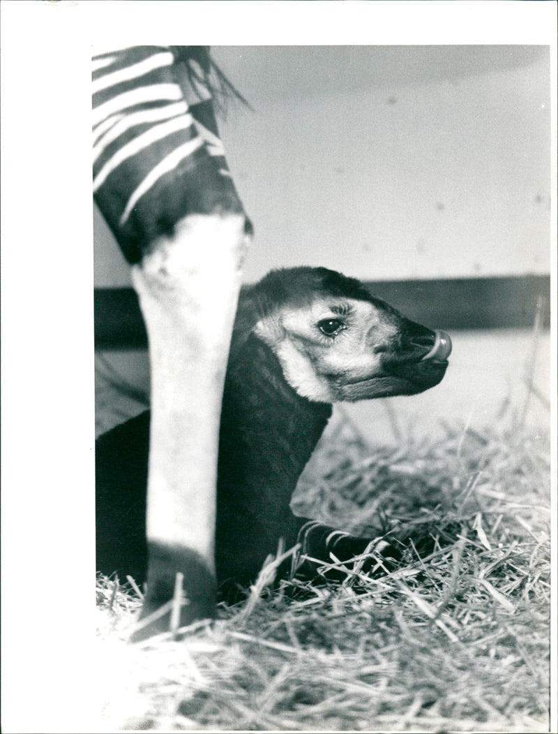 ZOO CARPI FFM ANIMALS OKAPIS AND CARPIS SPECIES RODEN - Vintage Photograph