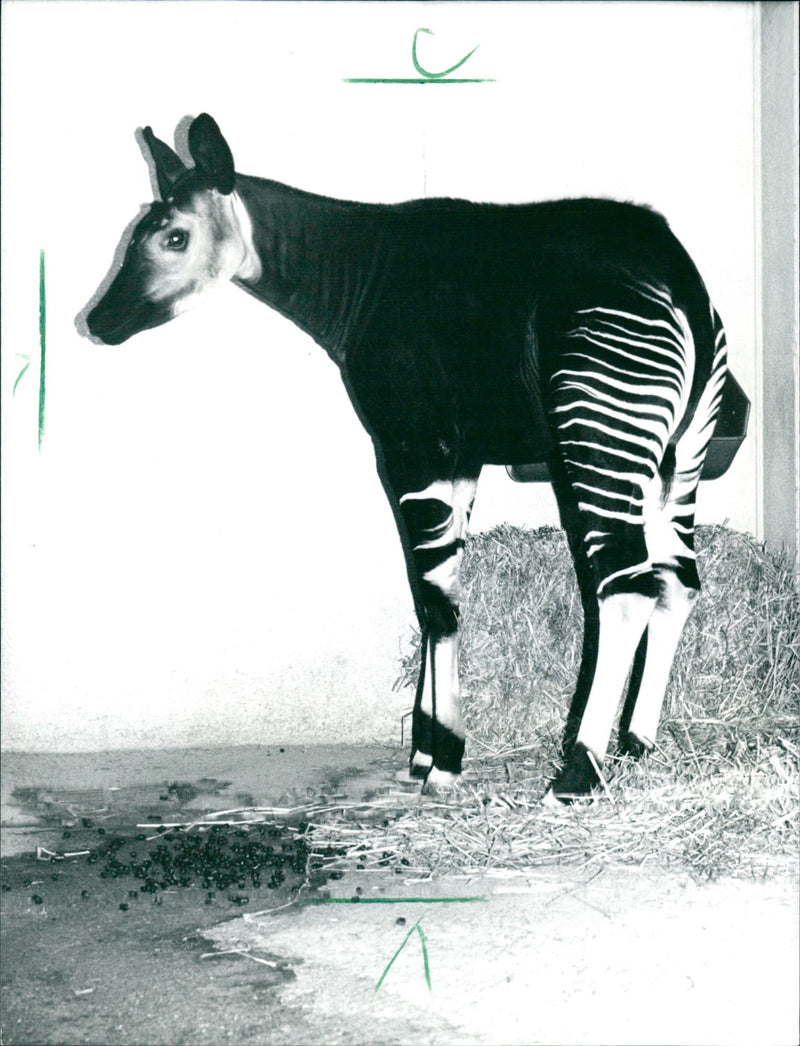 1989 ANIMALS OKAPIS UNTIL FEW DAYS AGO NEW ACQUISITION - Vintage Photograph