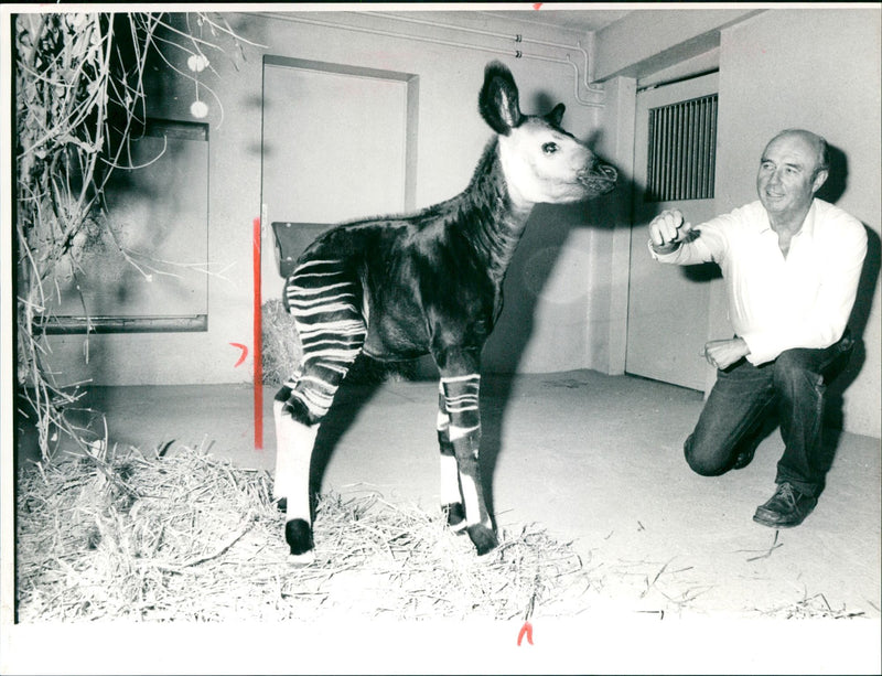 ANIMALS OKAPIS OKAPI UNDE AUTOFUE ANO FFM ZOO ANIMAL - Vintage Photograph