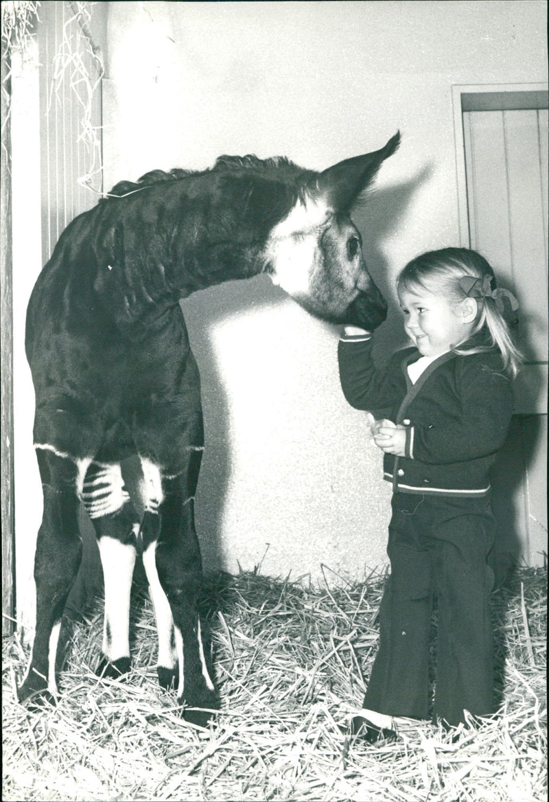 ANIMALS OKAPIS OKAPI KATE RENATE KOWO CAFIN SWIN BANKATU HUHU VOLA ALIUD - Vintage Photograph