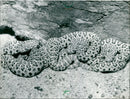 1988 EXOTARIUM SNAKES CLOVER NINE YOUNG ANIMALS FAME - Vintage Photograph