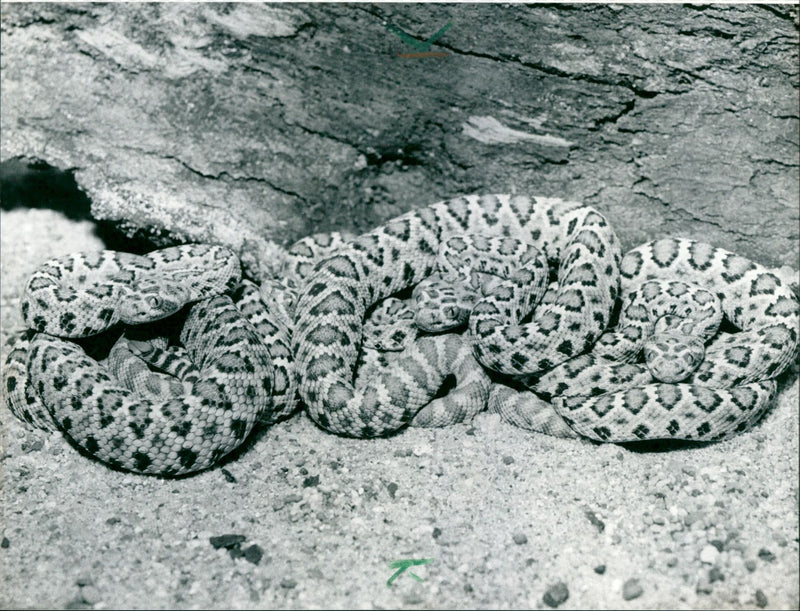 1988 EXOTARIUM SNAKES CLOVER NINE YOUNG ANIMALS FAME - Vintage Photograph