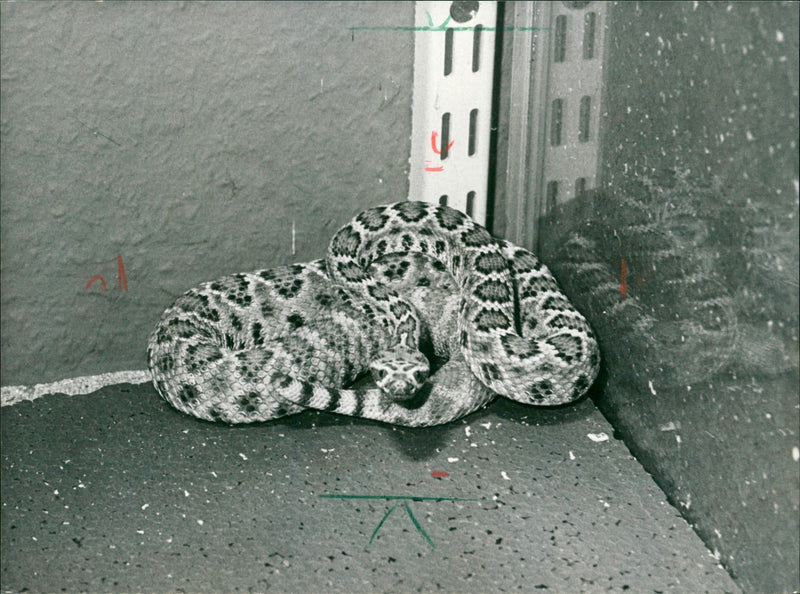 1980 ANIMALS EXOTARIUM SNAKES CLOVER CLAPPERLESS RATTLE SNAKE - Vintage Photograph