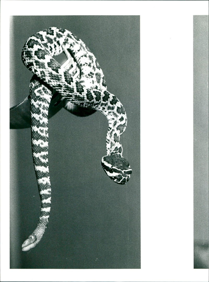 ANIMALS EXOTARIUM SNAKES CLOVER CAN FOUND ZOOS - Vintage Photograph