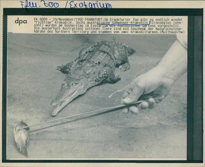 1990 ANIMALS EXOTARIUM SIX AUSTRALIAN SUWASSER CROCODILES ARE BEING PRESENTE JOHN - Vintage Photograph