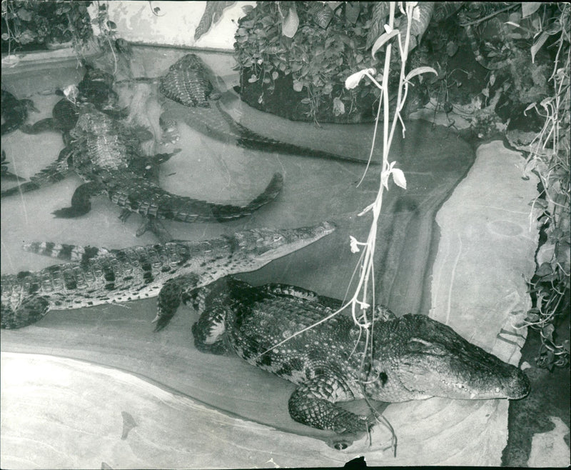 1969 ZOO ANIMALS EXOTARIUM CROCODILES AND OTHER REPTILES - Vintage Photograph