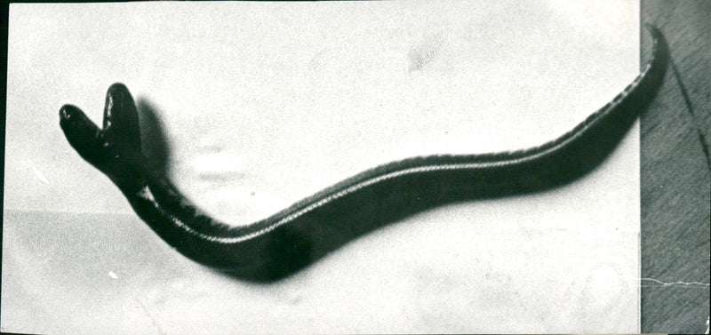 Snake - Vintage Photograph