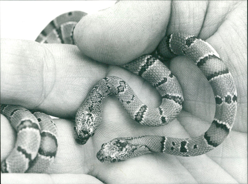 snakes - Vintage Photograph