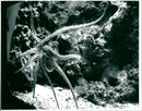 1994 ANIMALS EXOTARIUM VERSCH POLYPUS VULGARIS BETTER KNOWN OCTOPUS ALBERT - Vintage Photograph