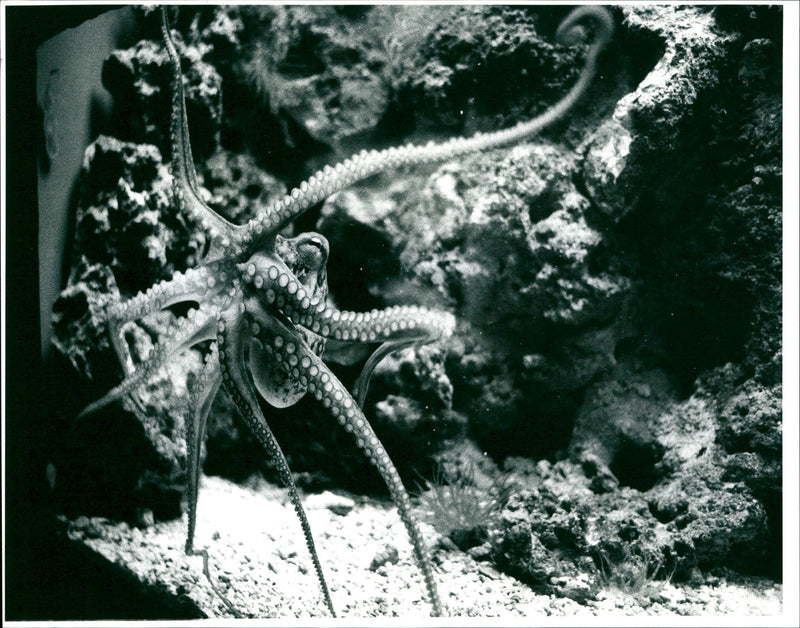 1994 ANIMALS EXOTARIUM VERSCH POLYPUS VULGARIS BETTER KNOWN OCTOPUS ALBERT - Vintage Photograph