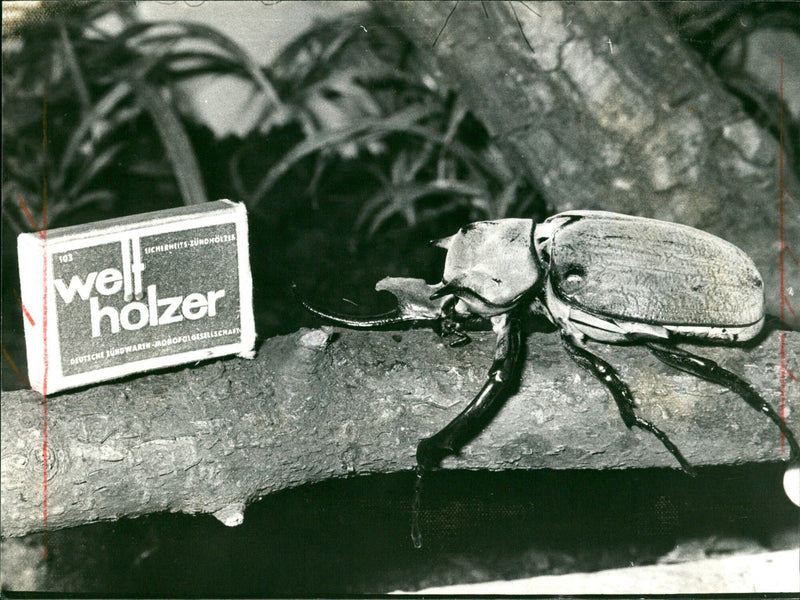 ANIMALS EXOTARIUM VERSCH WELL WOOD GERMAN BURDWARIN MONOFCI GESELLSCRAIN - Vintage Photograph